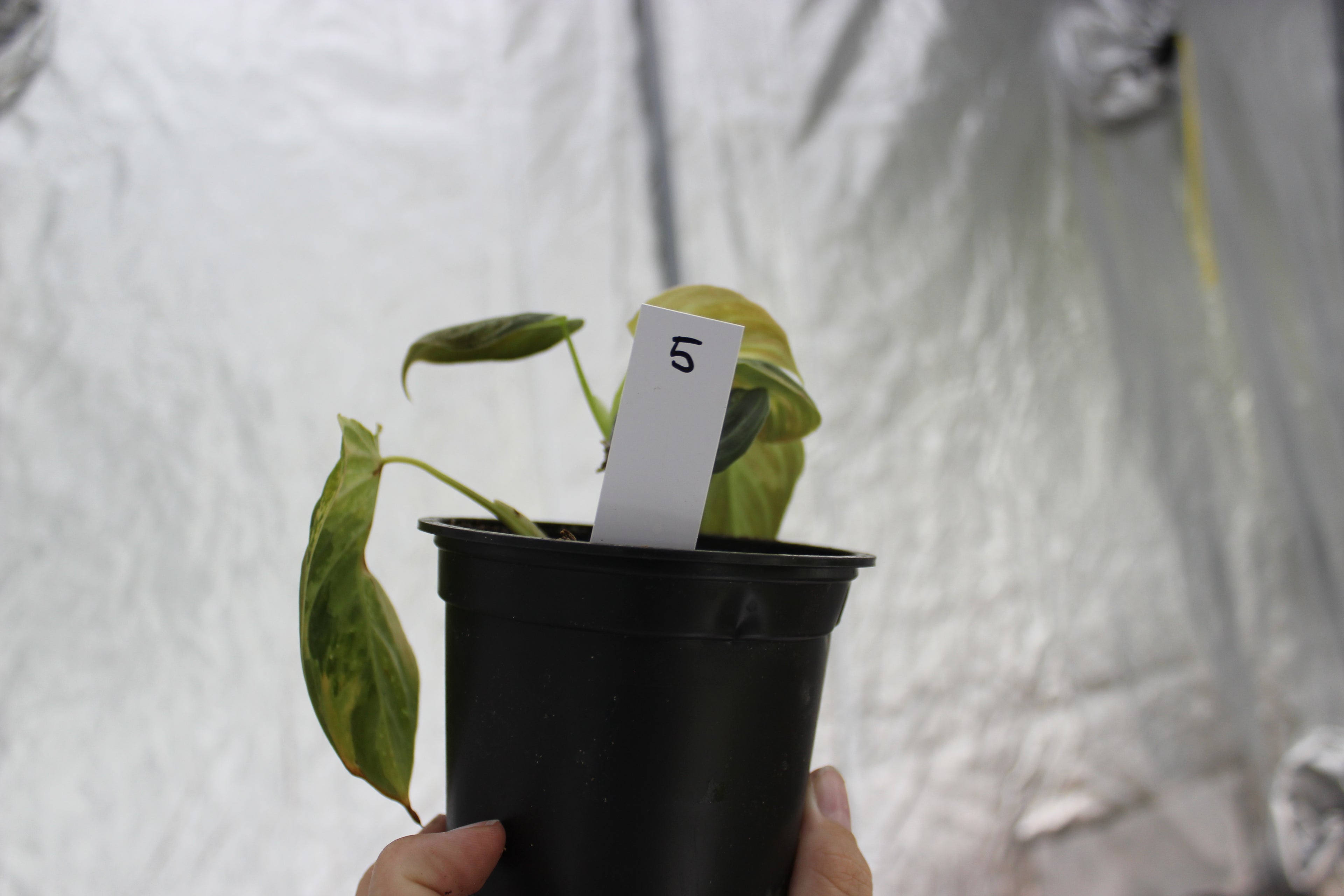 Philodendron melanochrysum variegated