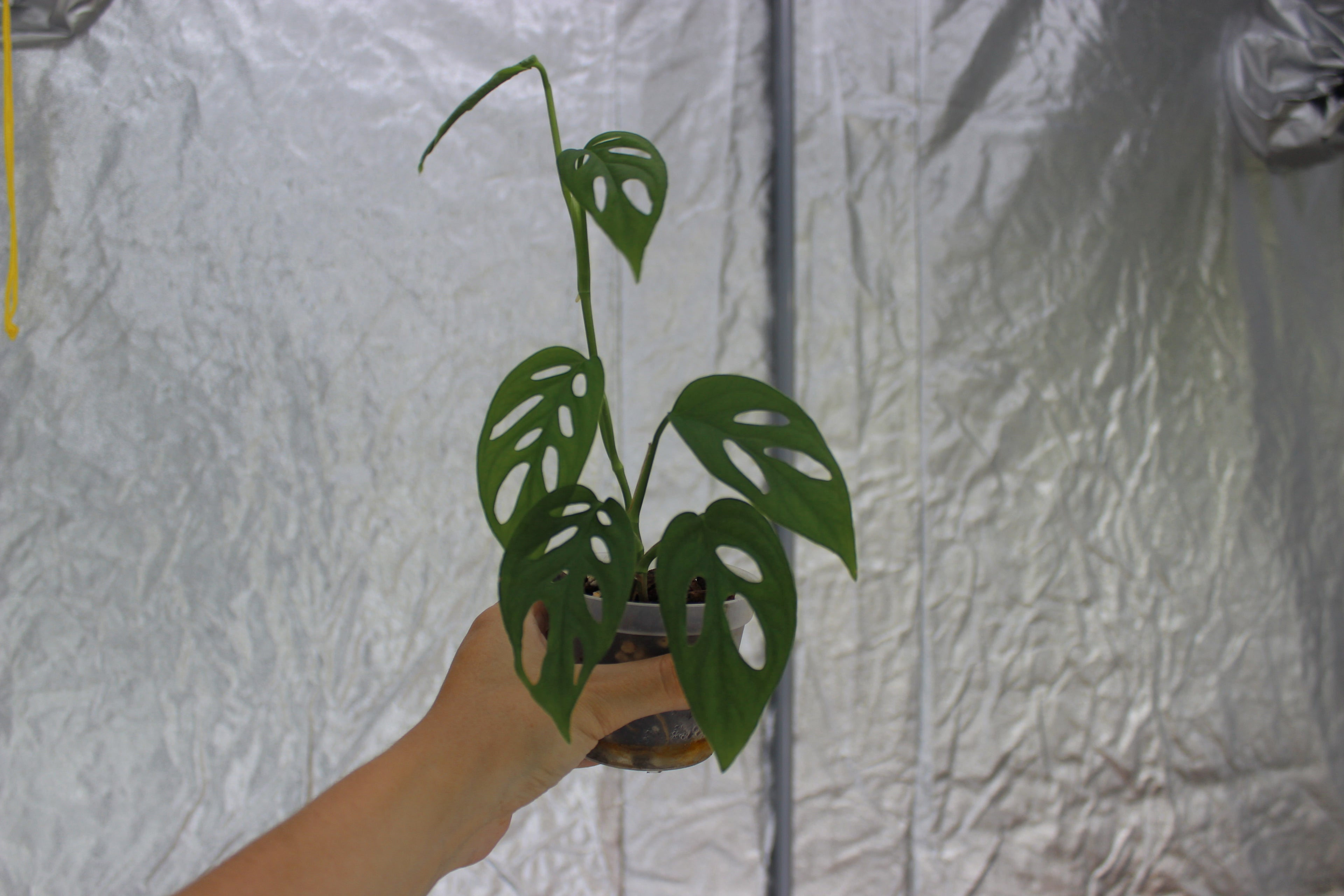 Monstera sp. 'Esqueleto'