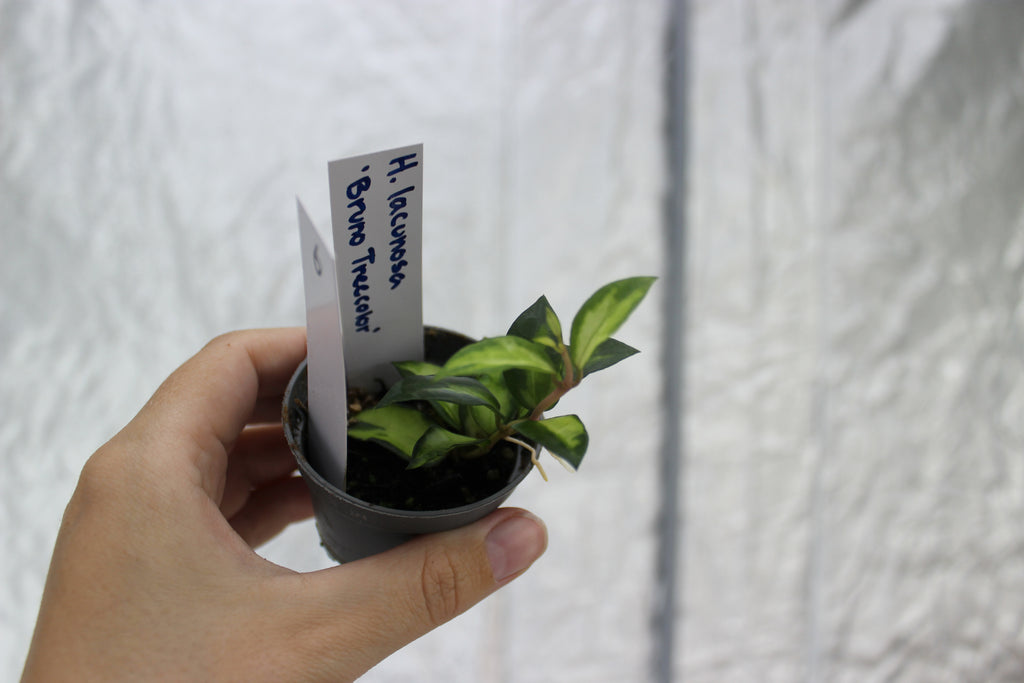 Hoya lacunosa “Bruno Tricolor”