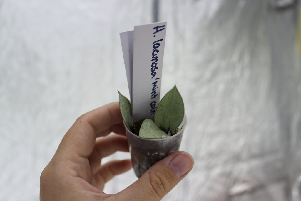Hoya lacunosa 'Mint coin'