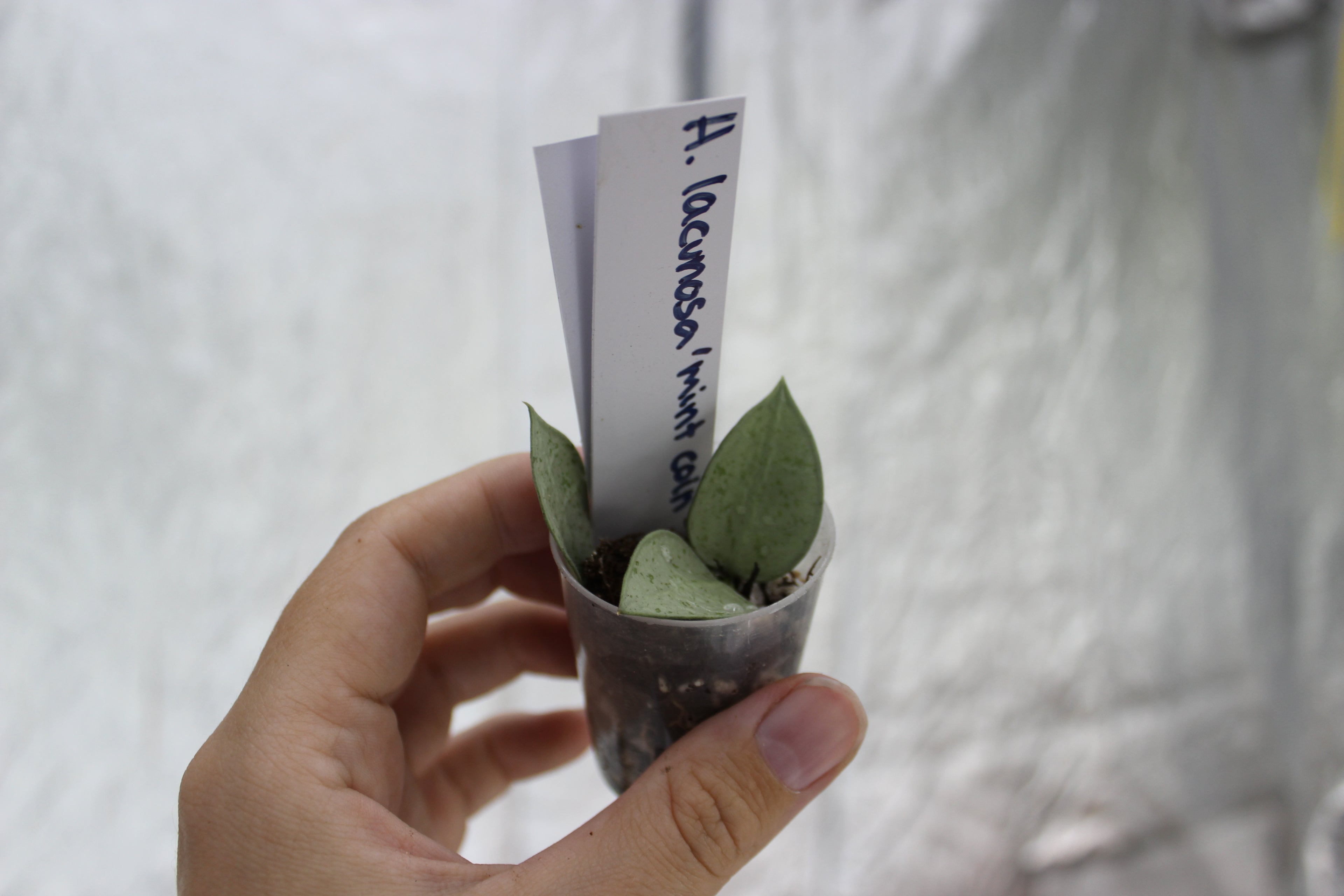 Hoya lacunosa 'Mint coin'