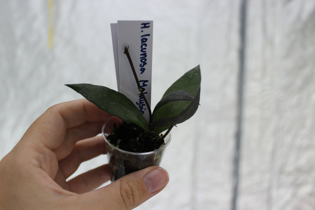 Hoya lacunosa sp. Malaysia
