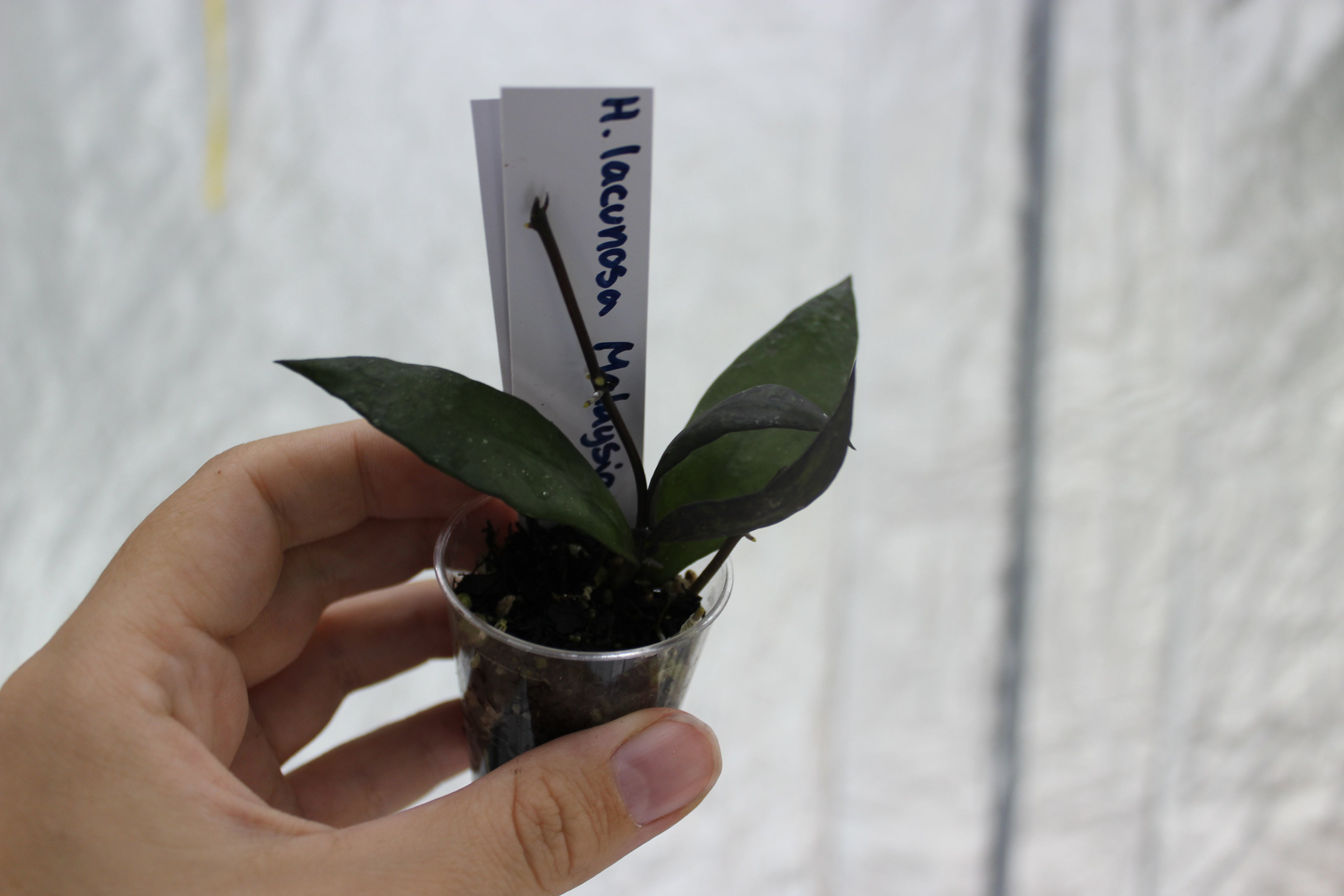 Hoya lacunosa sp. Malaysia