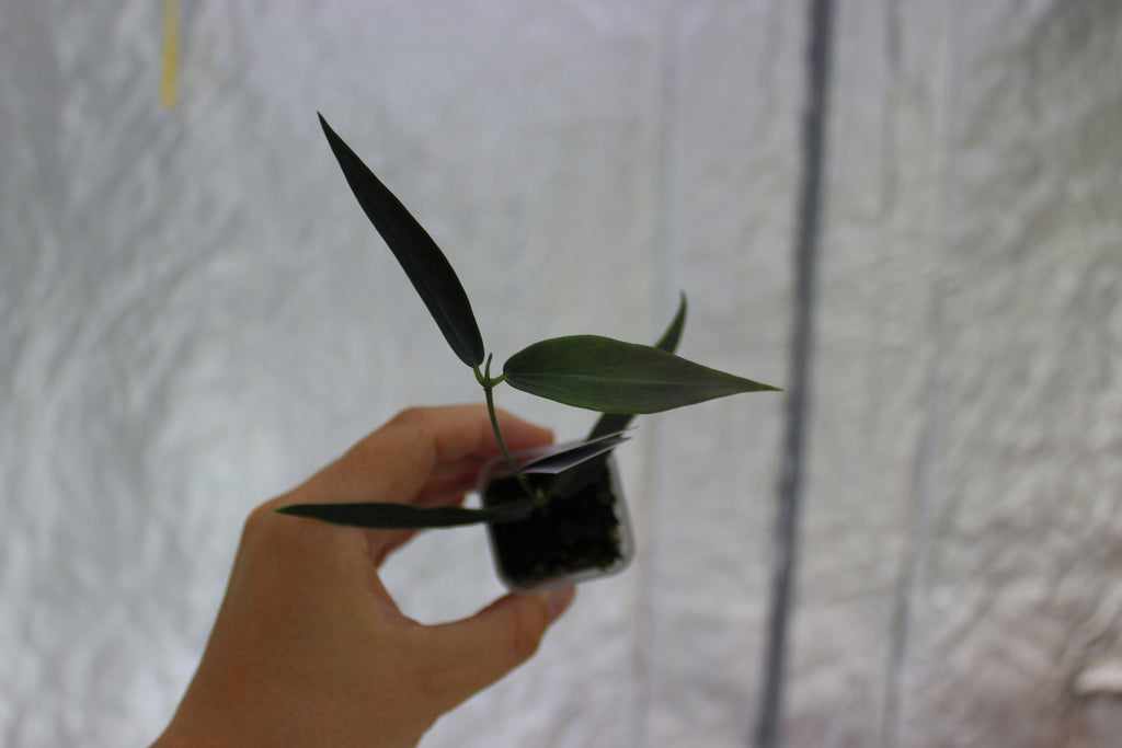 Hoya lamingtoniae (art PNG 04)