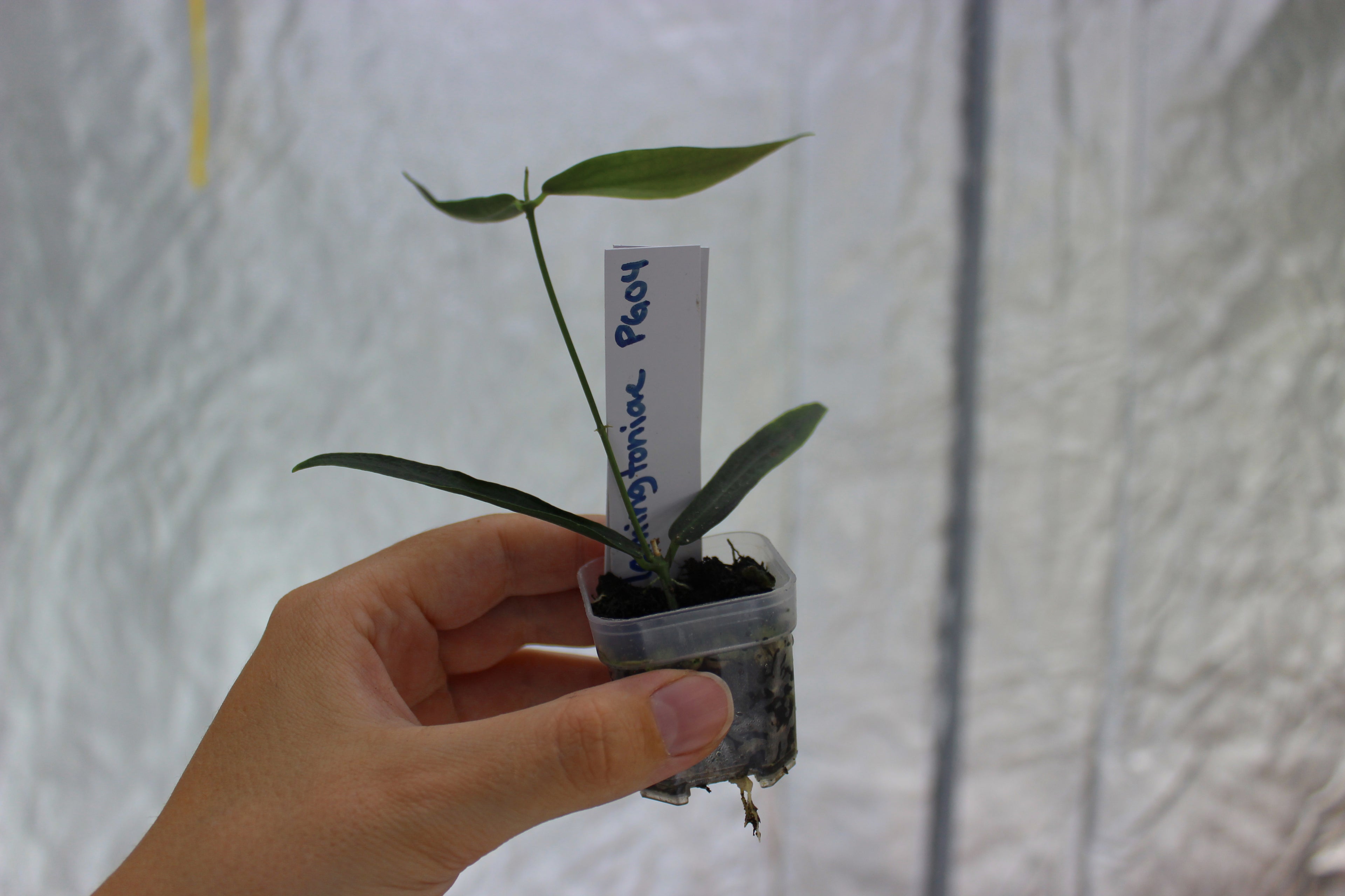 Hoya lamingtoniae (sp. PNG 04)
