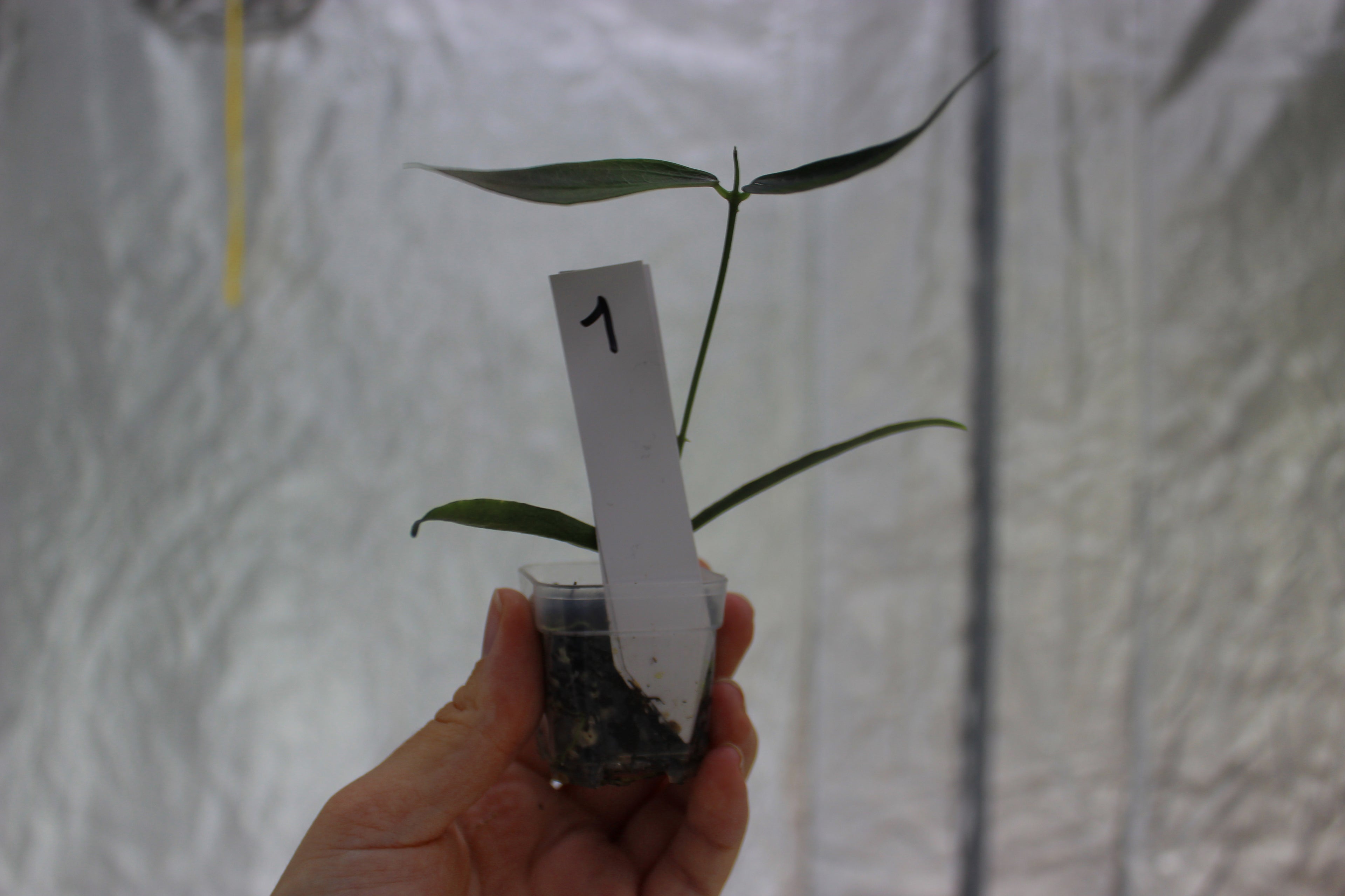 Hoya lamingtoniae (sp. PNG 04)