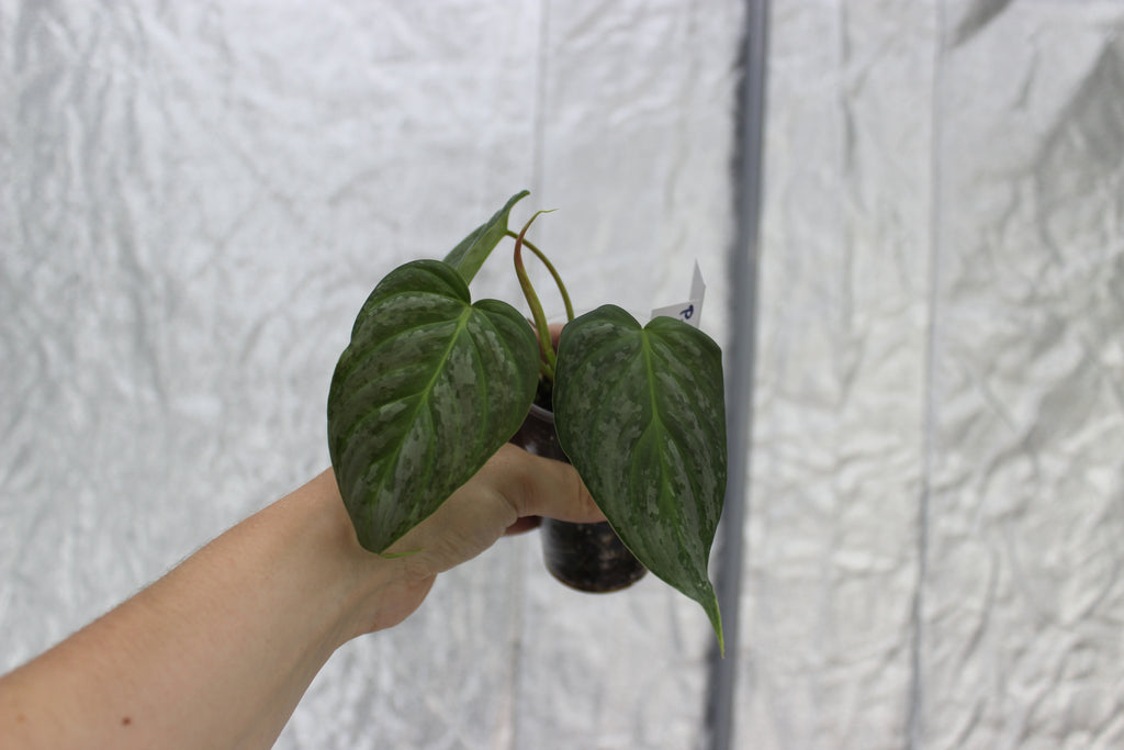Philodendron 'Majestic'