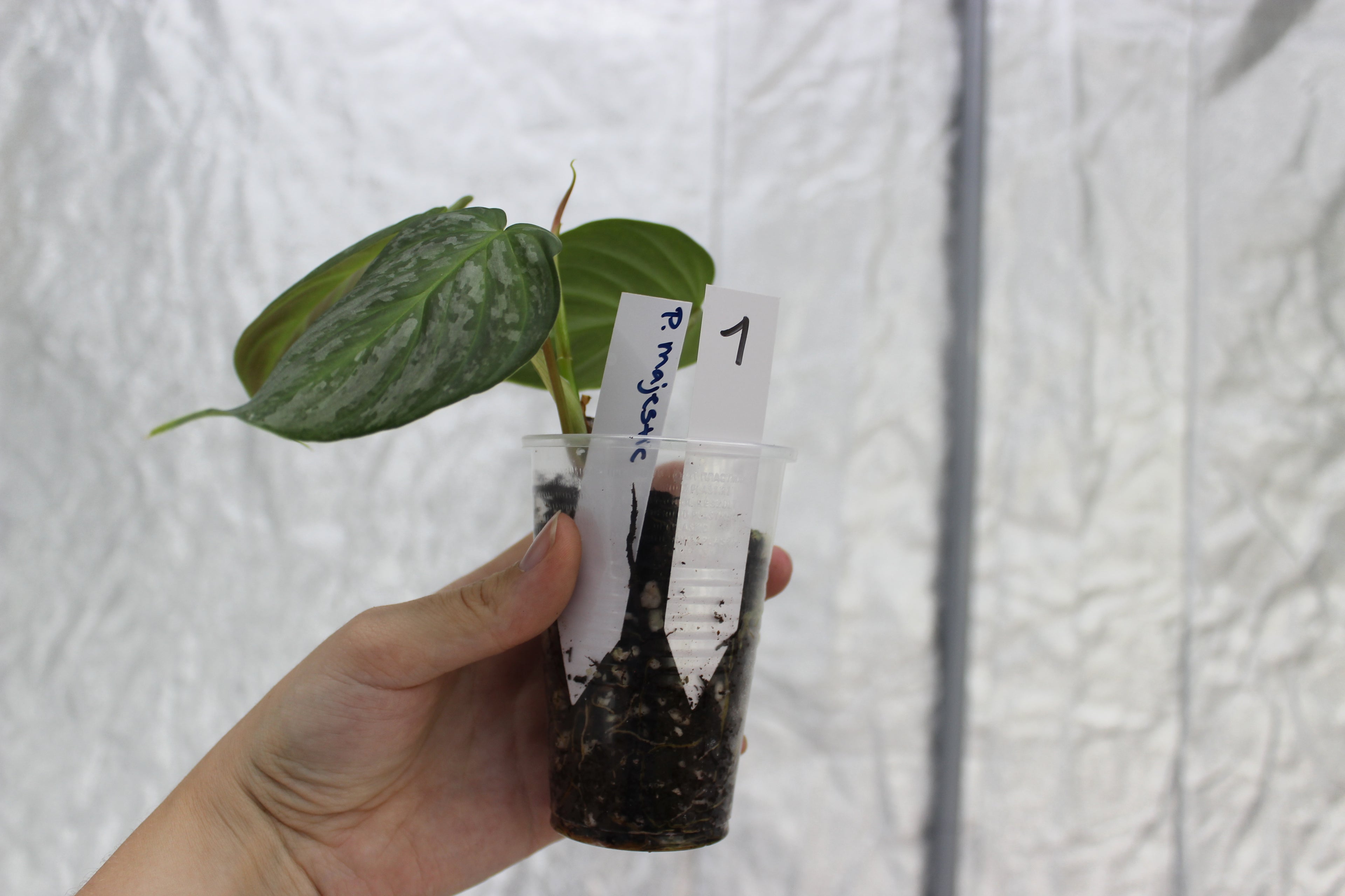 Philodendron 'Majestic'