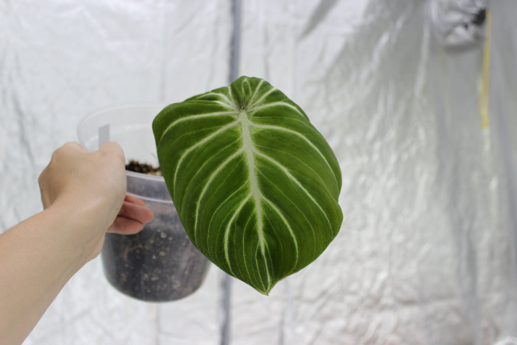 Philodendron gloriosum 'White vein'