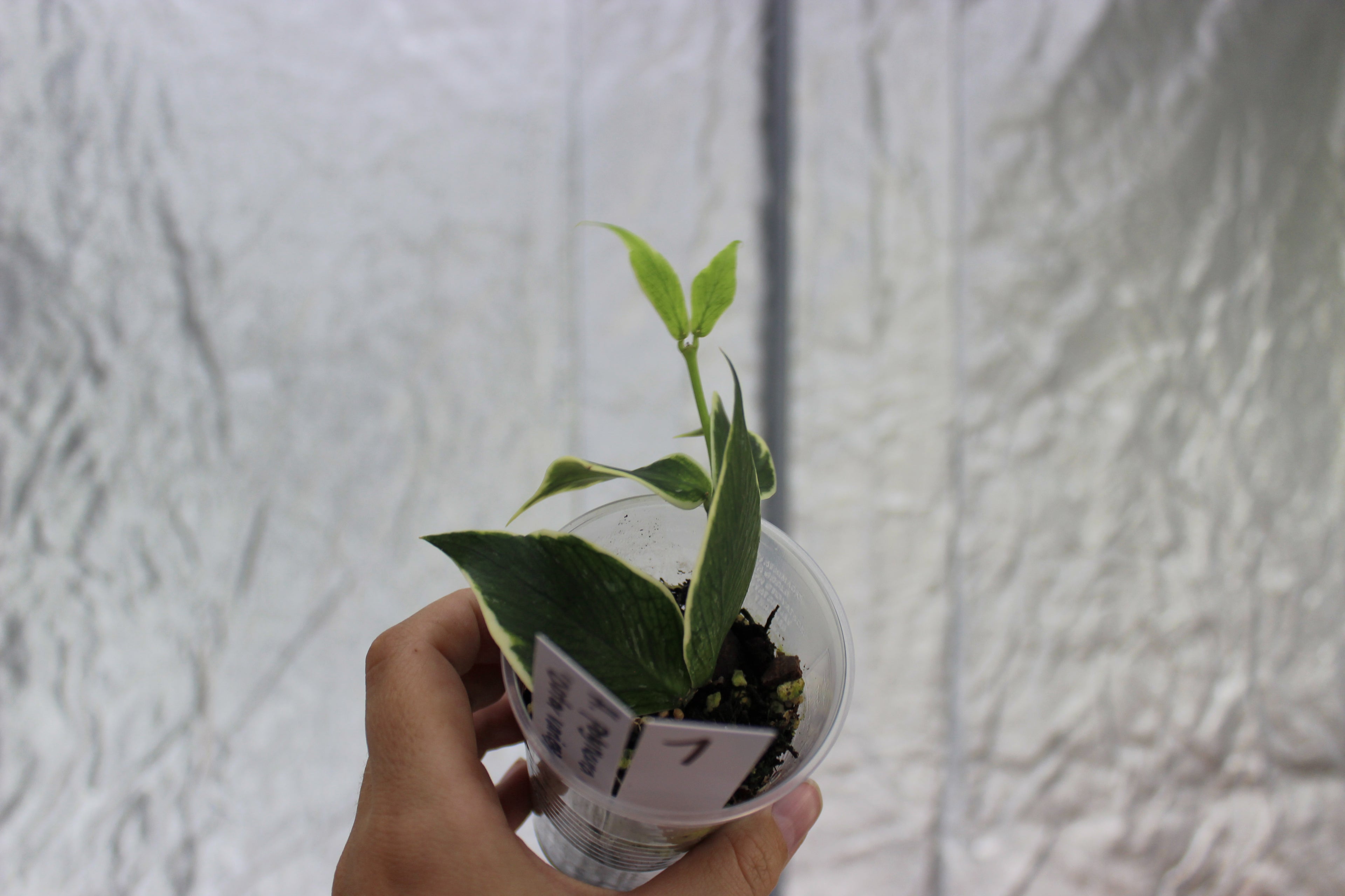 Hoya polyneura 'Outer variegated'