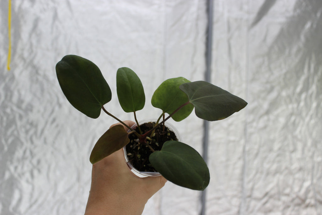 Anthurium Portillae 'Dorito' S1