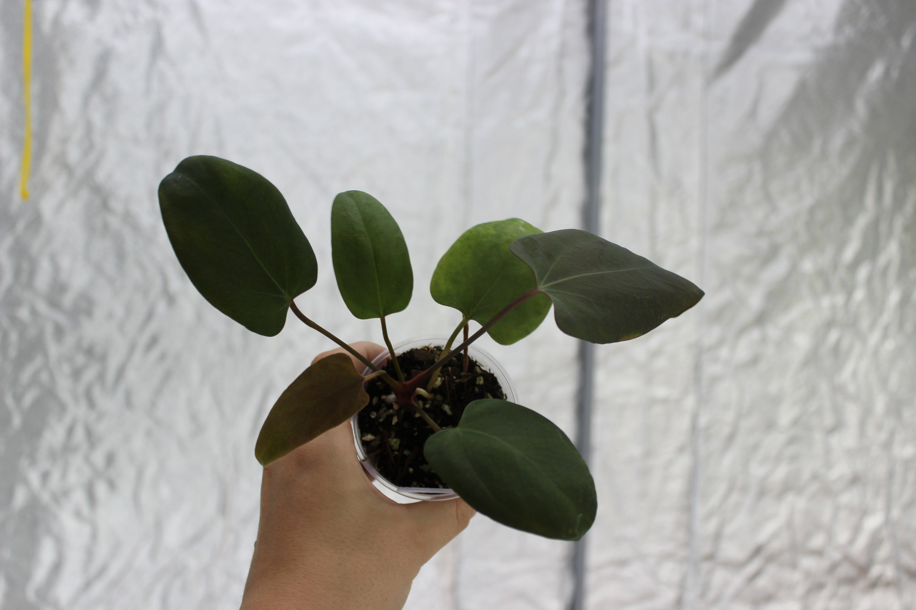 Anthurium Portillae 'Dorito' S1