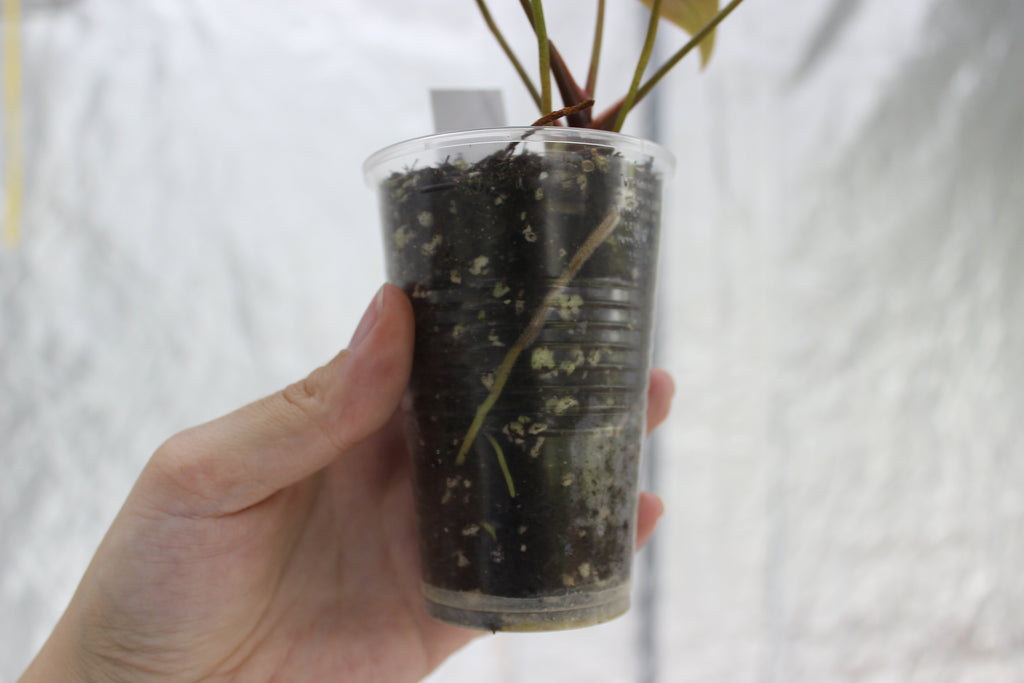 Anthurium Portillae 'Dorito' S1