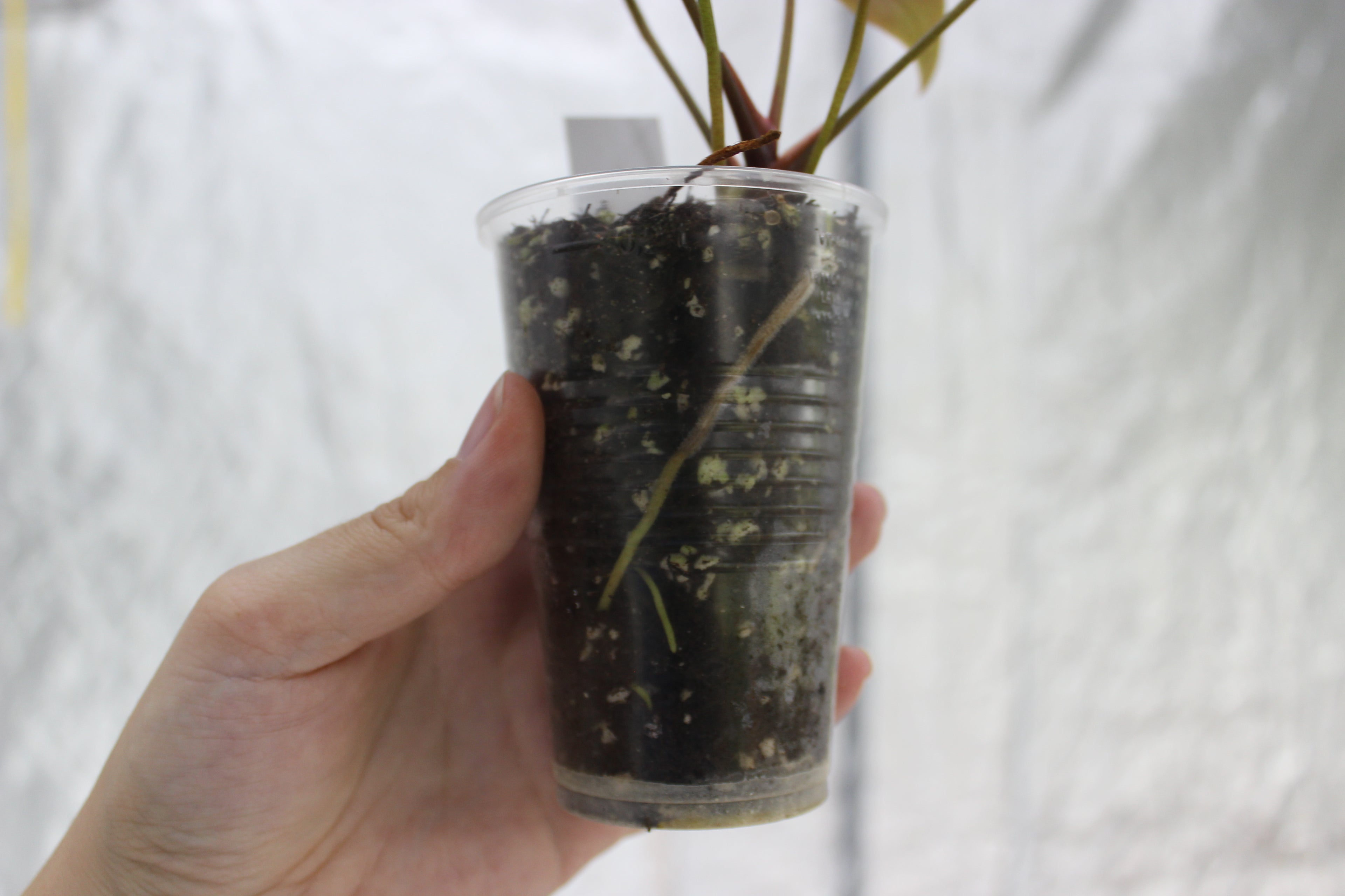 Anthurium Portillae 'Dorito' S1