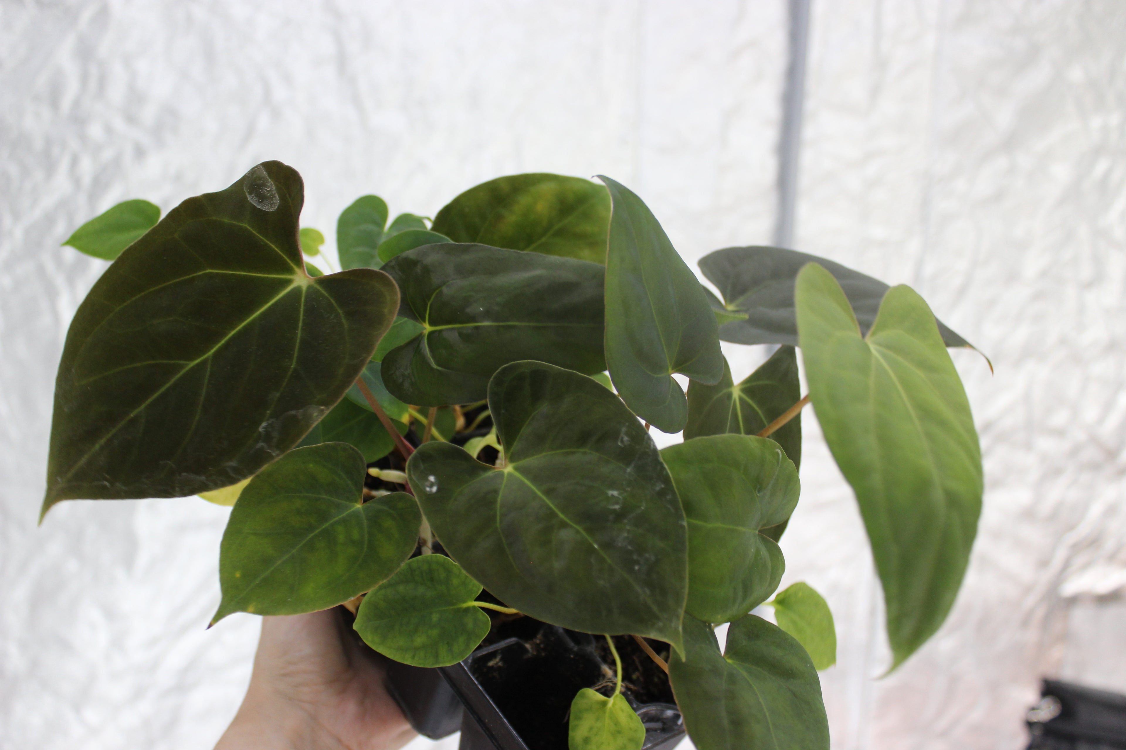 Anthurium papillilaminum 'indo' x papillilaminum 'pure'