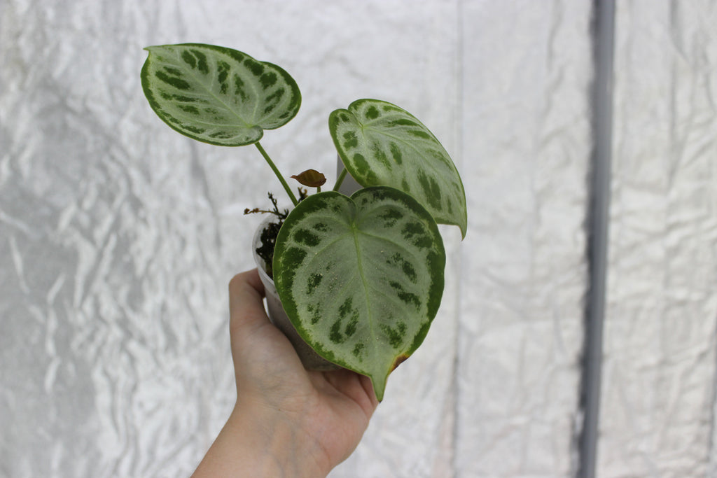 Anthurium 'Silver blush'