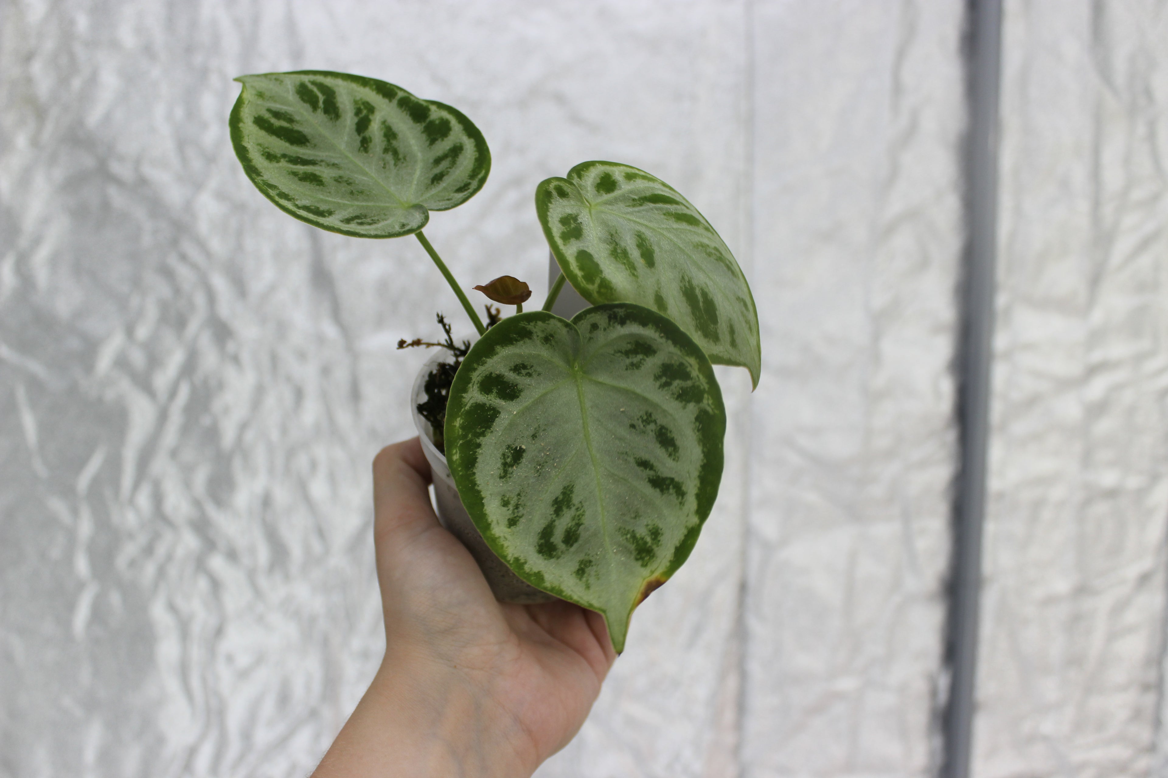 Anthurium 'Silver blush'
