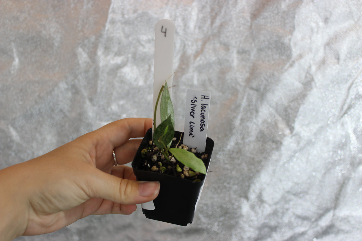 Hoya lacunosa "Silver Lime"