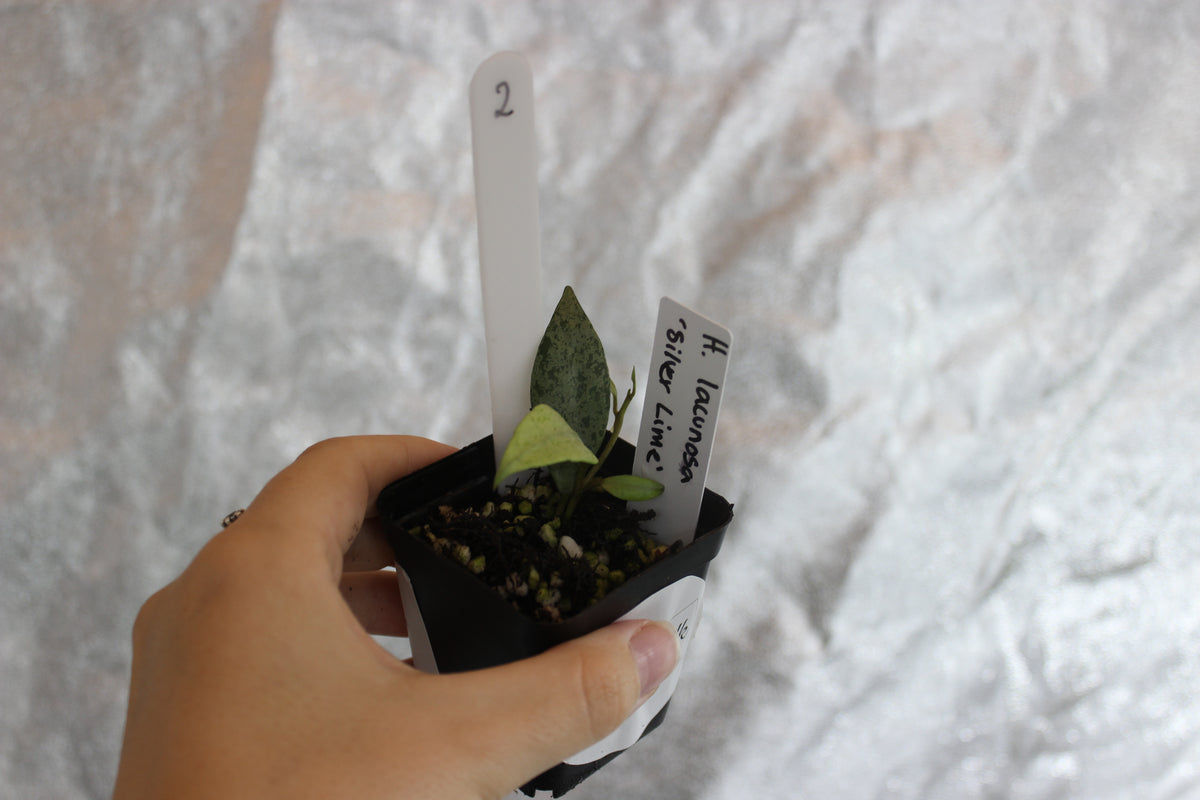 Hoya lacunosa "Silver Lime"