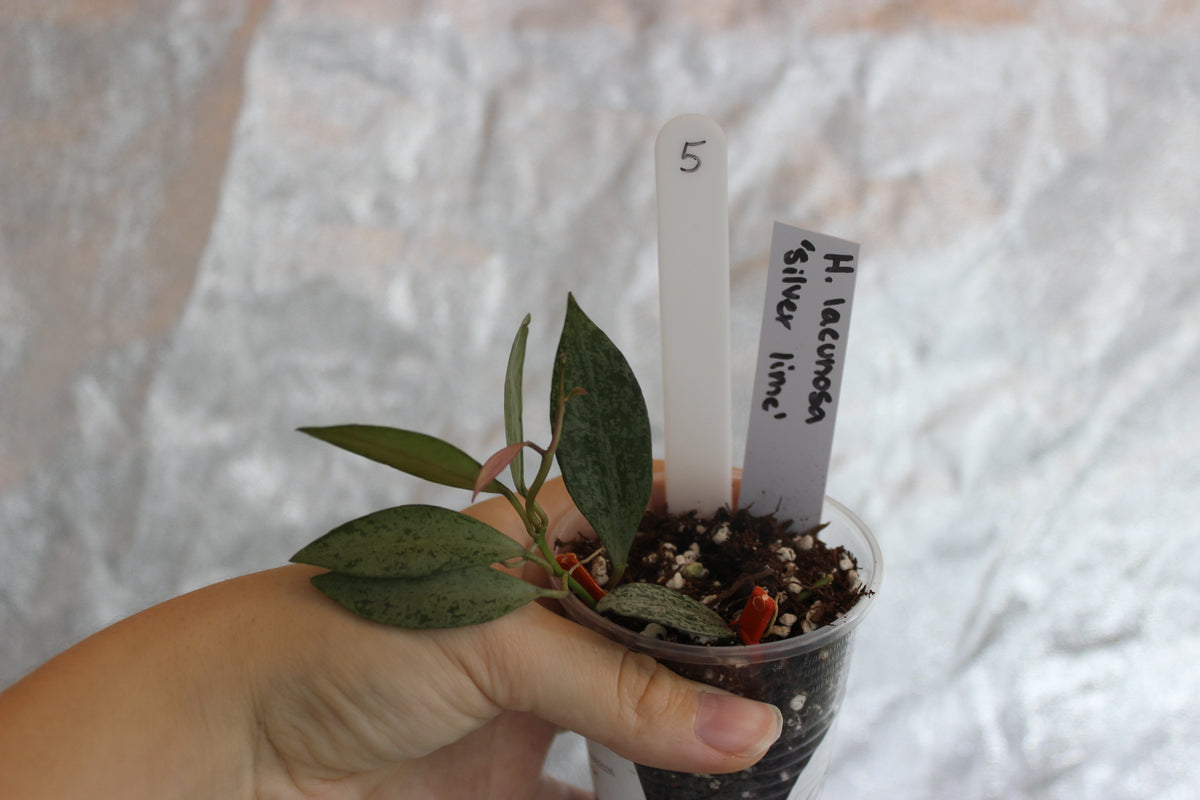Hoya lacunosa "Silver Lime"