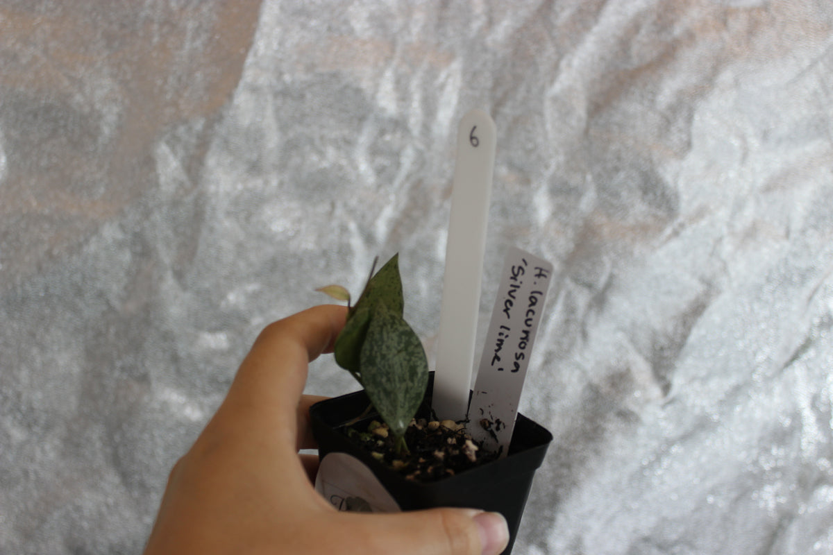 Hoya lacunosa "Silver Lime"