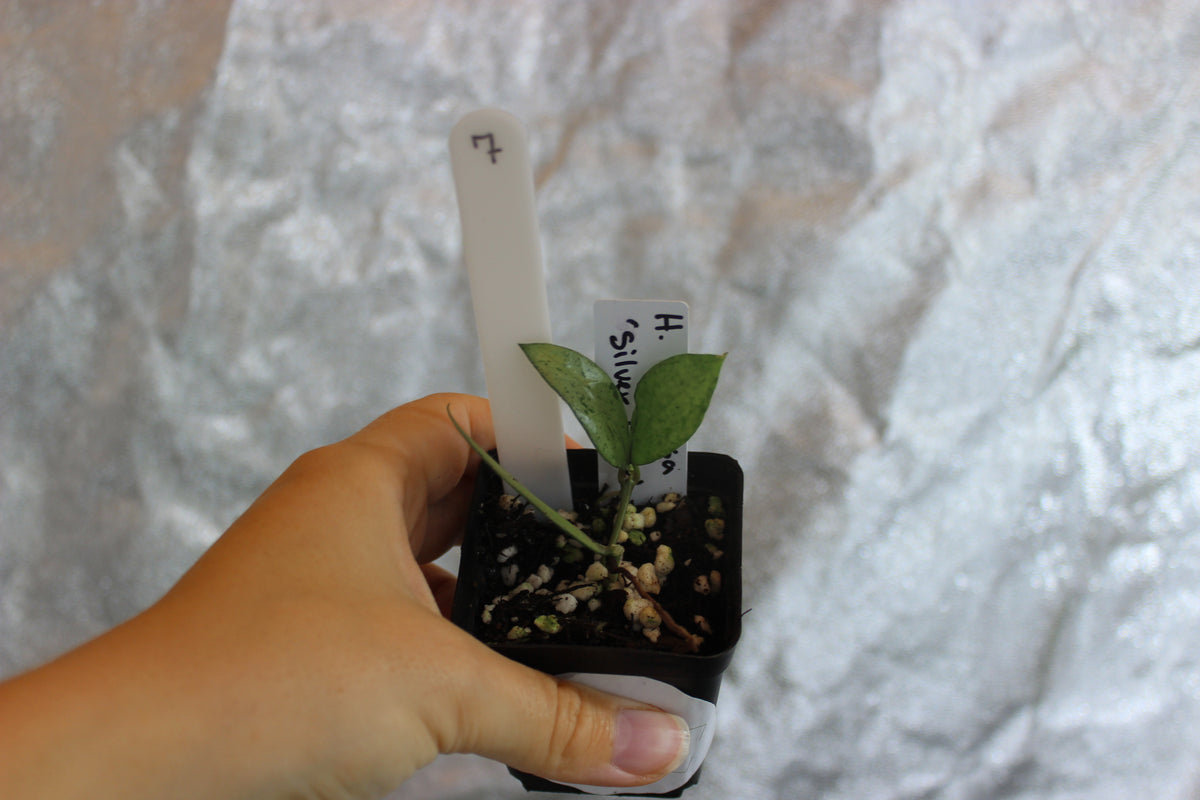 Hoya lacunosa "Silver Lime"
