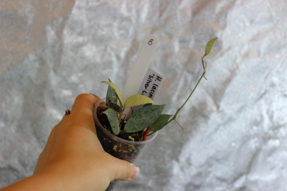 Hoya lacunosa "Silver Lime"