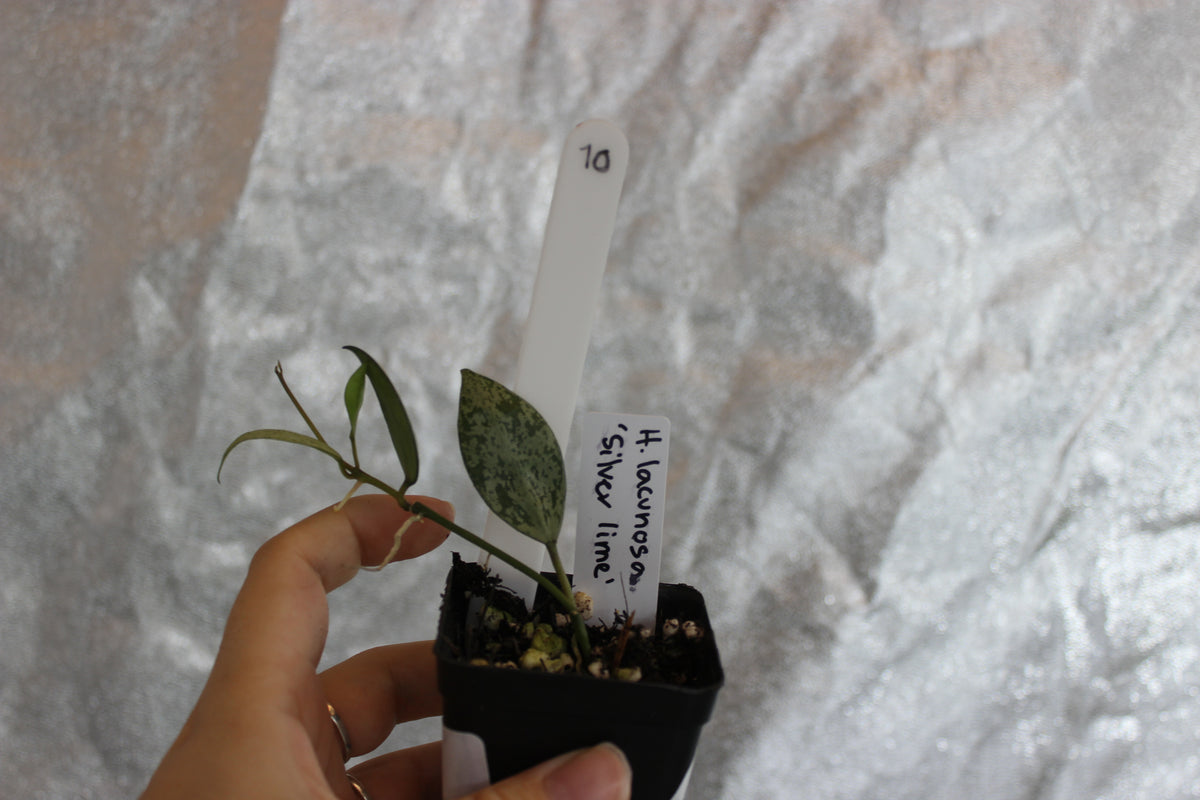 Hoya lacunosa "Silver Lime"