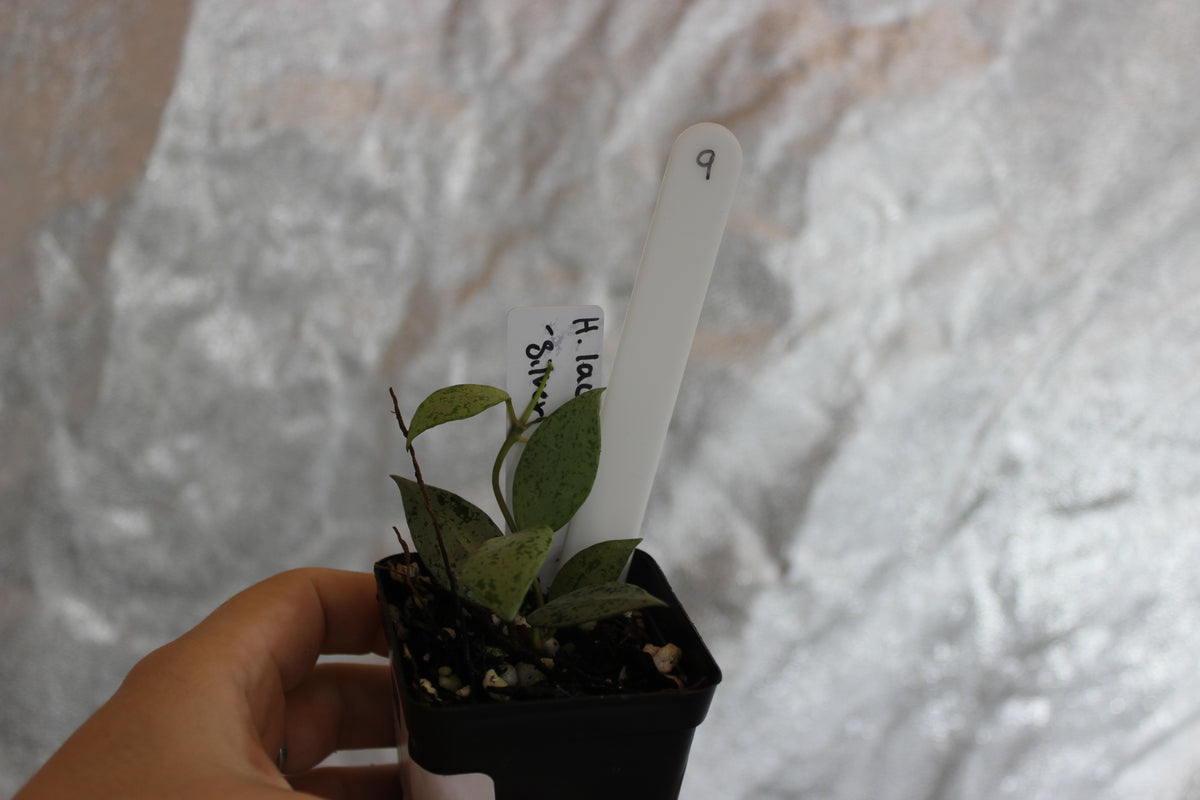 Hoya lacunosa "Silver Lime"