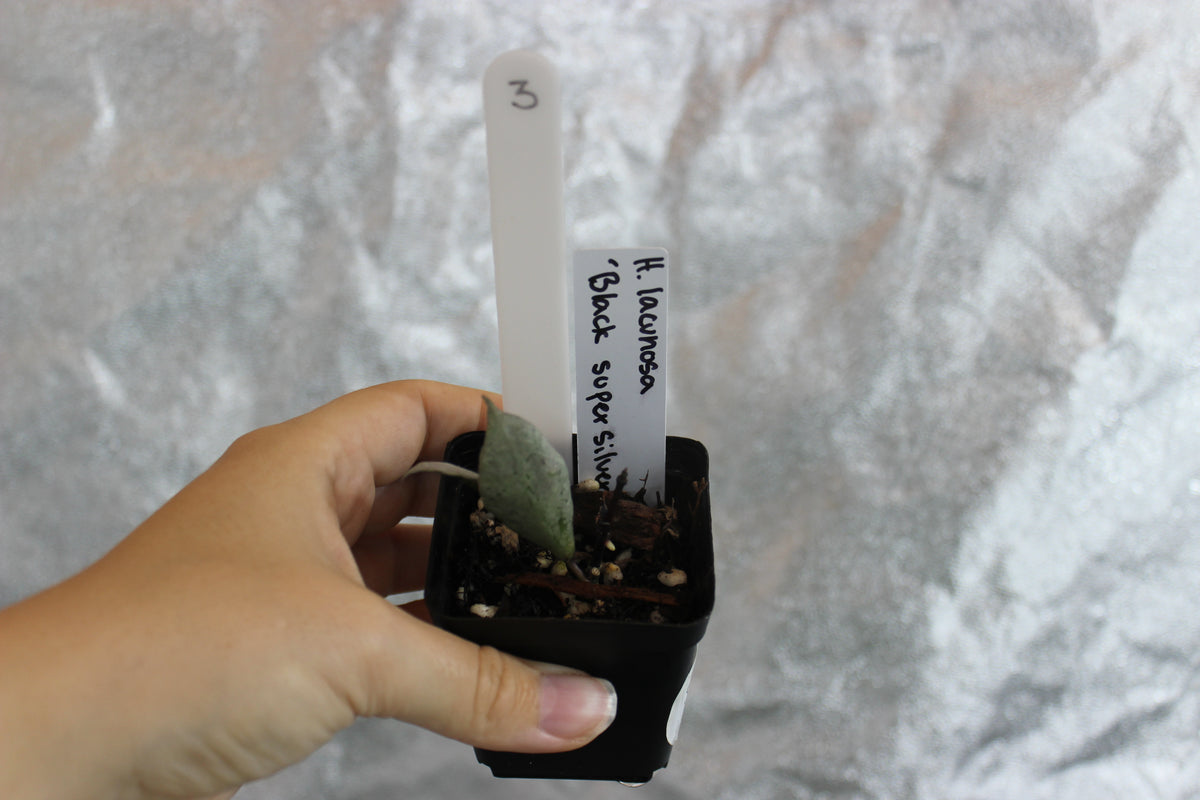 Hoya lacunosa "Black Super Silver"