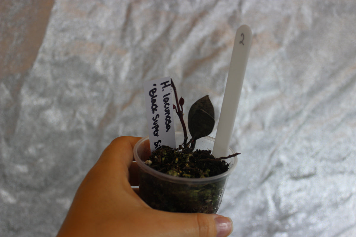 Hoya lacunosa "Black Super Silver"