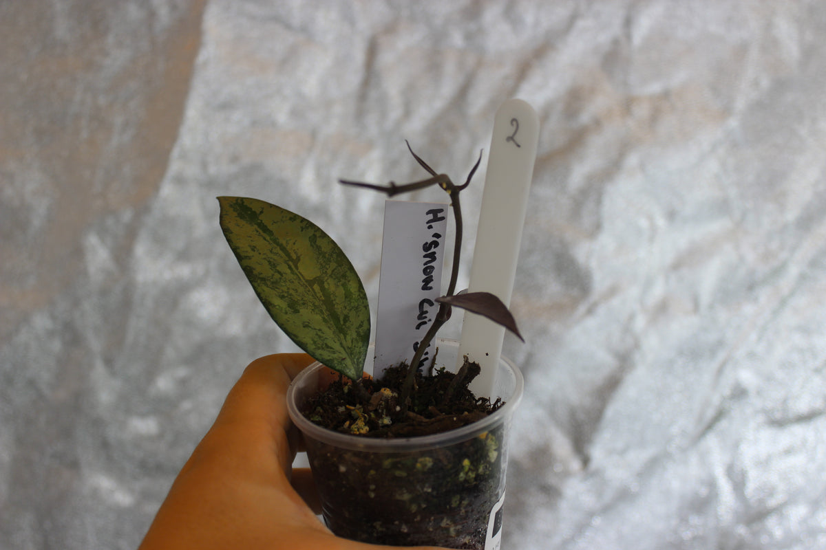 Hoya "Snow Cui Silver"