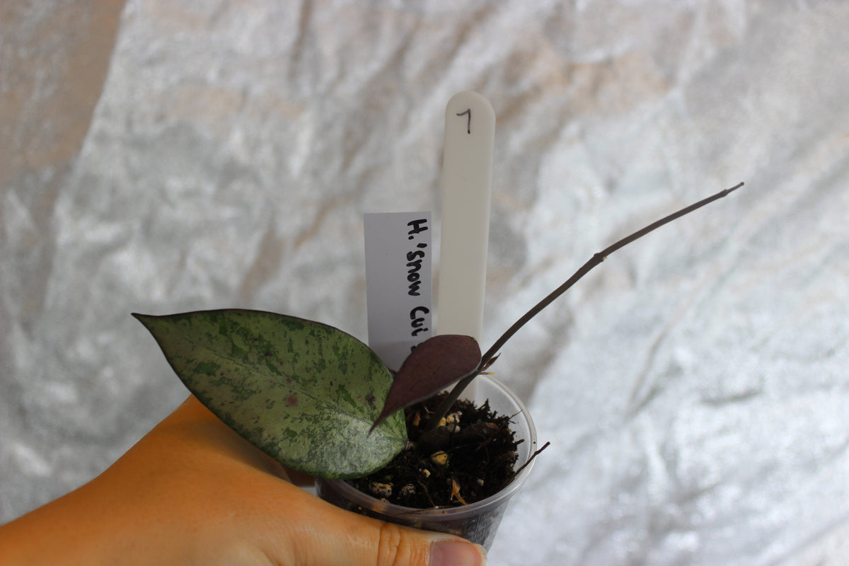 Hoya "Snow Cui Silver"