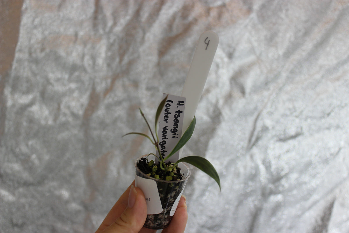 Hoya tsangii "Outer variegated"