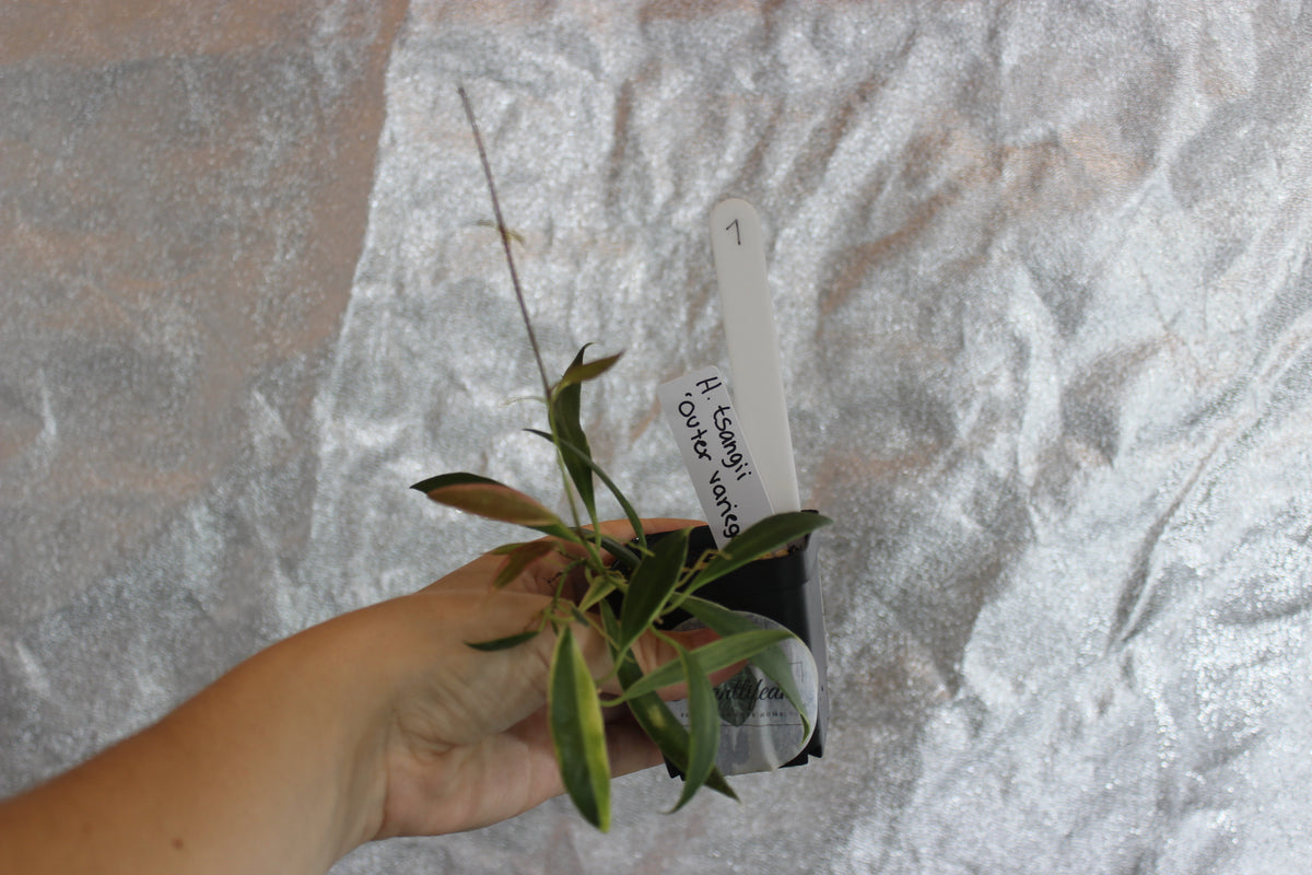 Hoya tsangii "Outer variegated"
