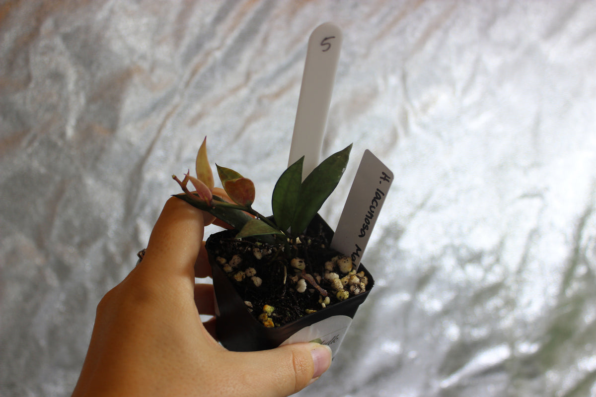 Hoya lacunosa "Malaysia"