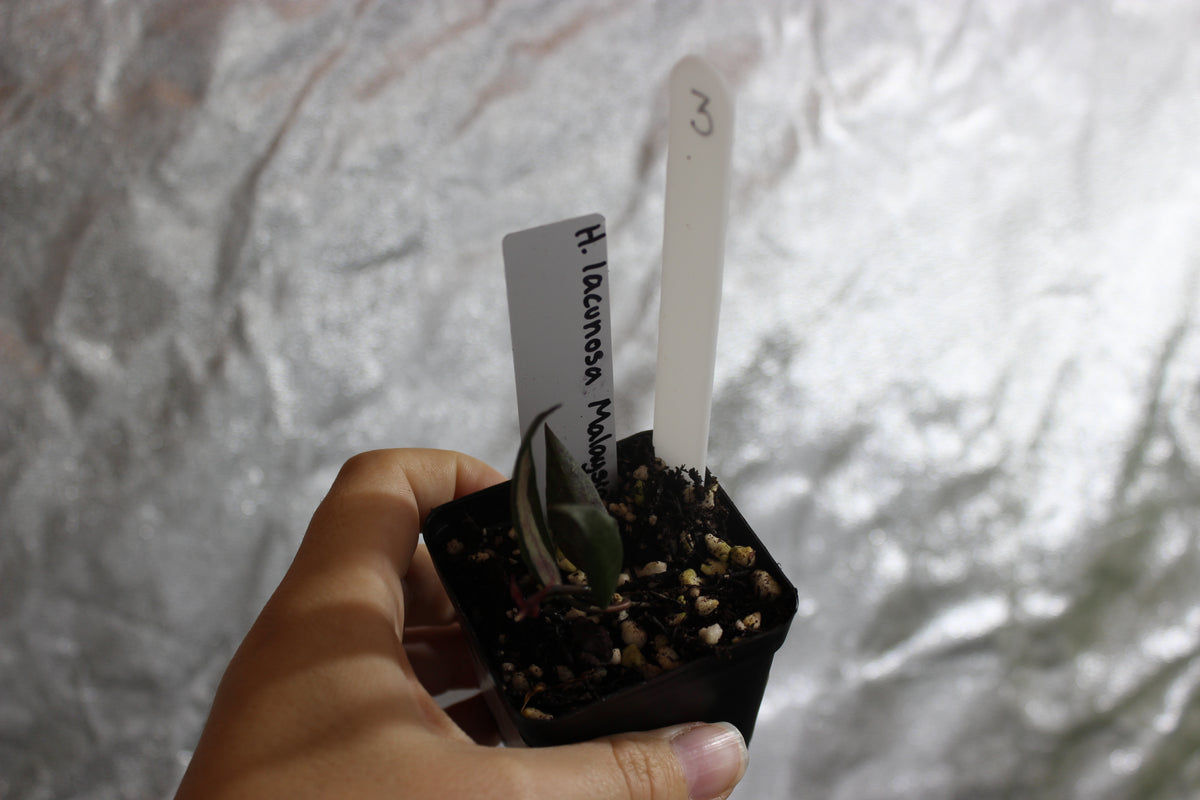 Hoya lacunosa "Malaysia"