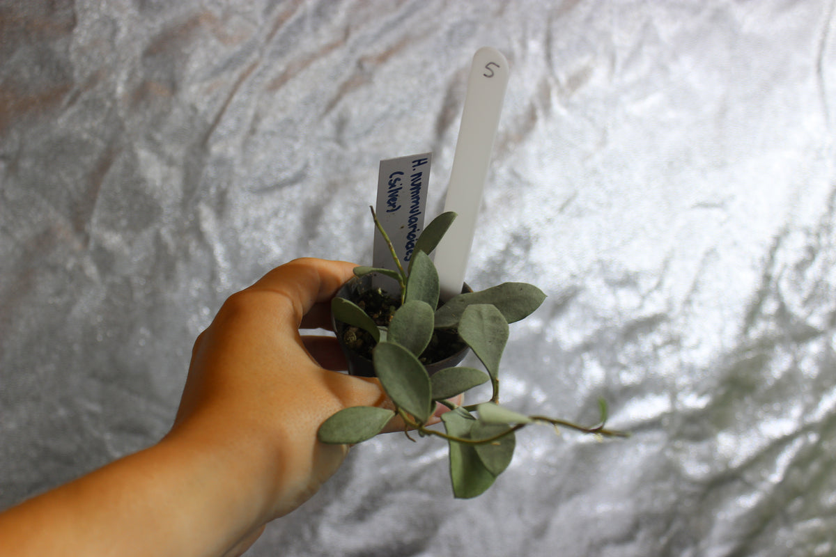 Hoya nummularioides "Silver"