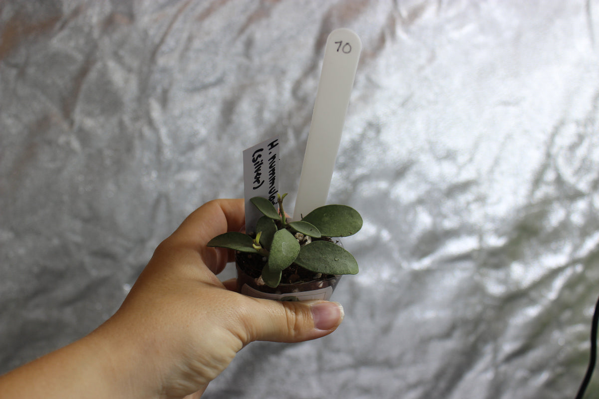 Hoya nummularioides "Silver"