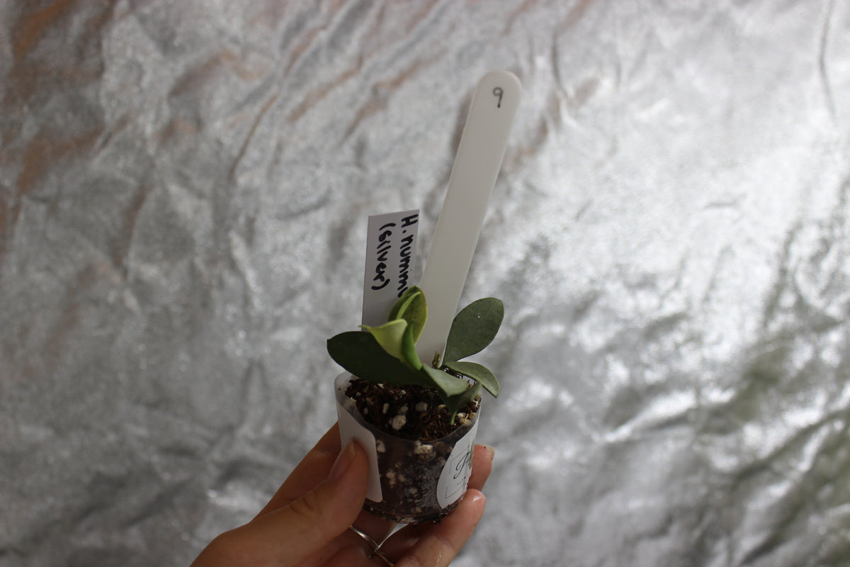 Hoya nummularioides "Silver"