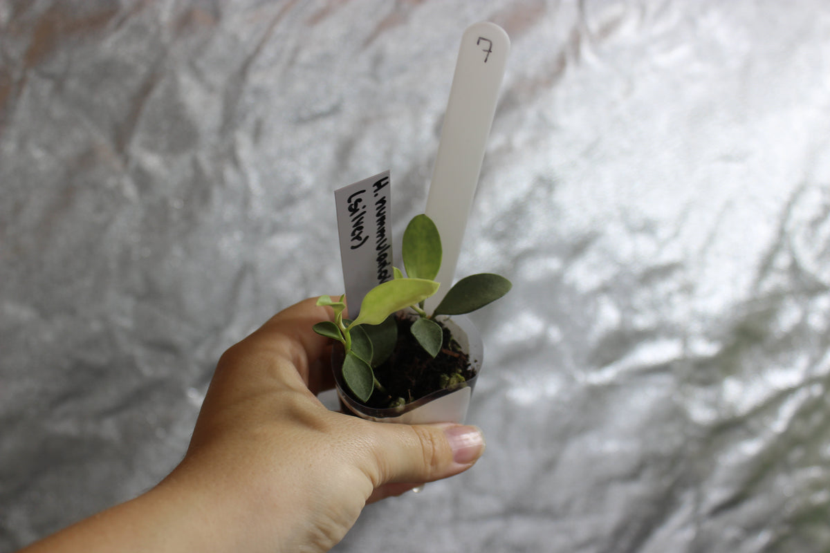 Hoya nummularioides "Silver"
