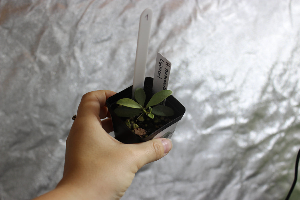 Hoya nummularioides "Silver"