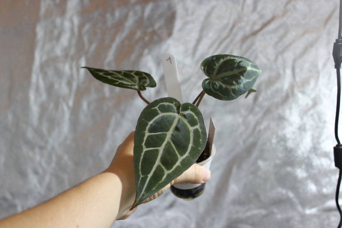 Anthurium "Michelle"