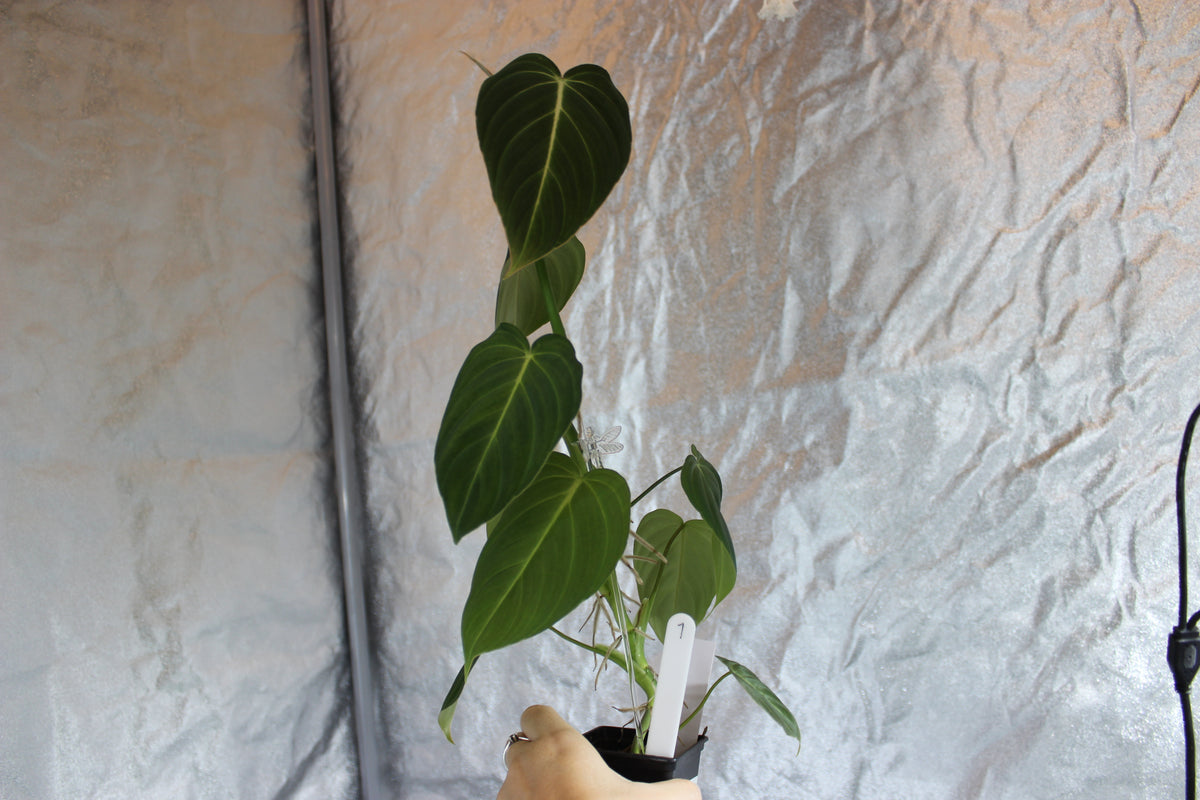 Philodendron Glorious