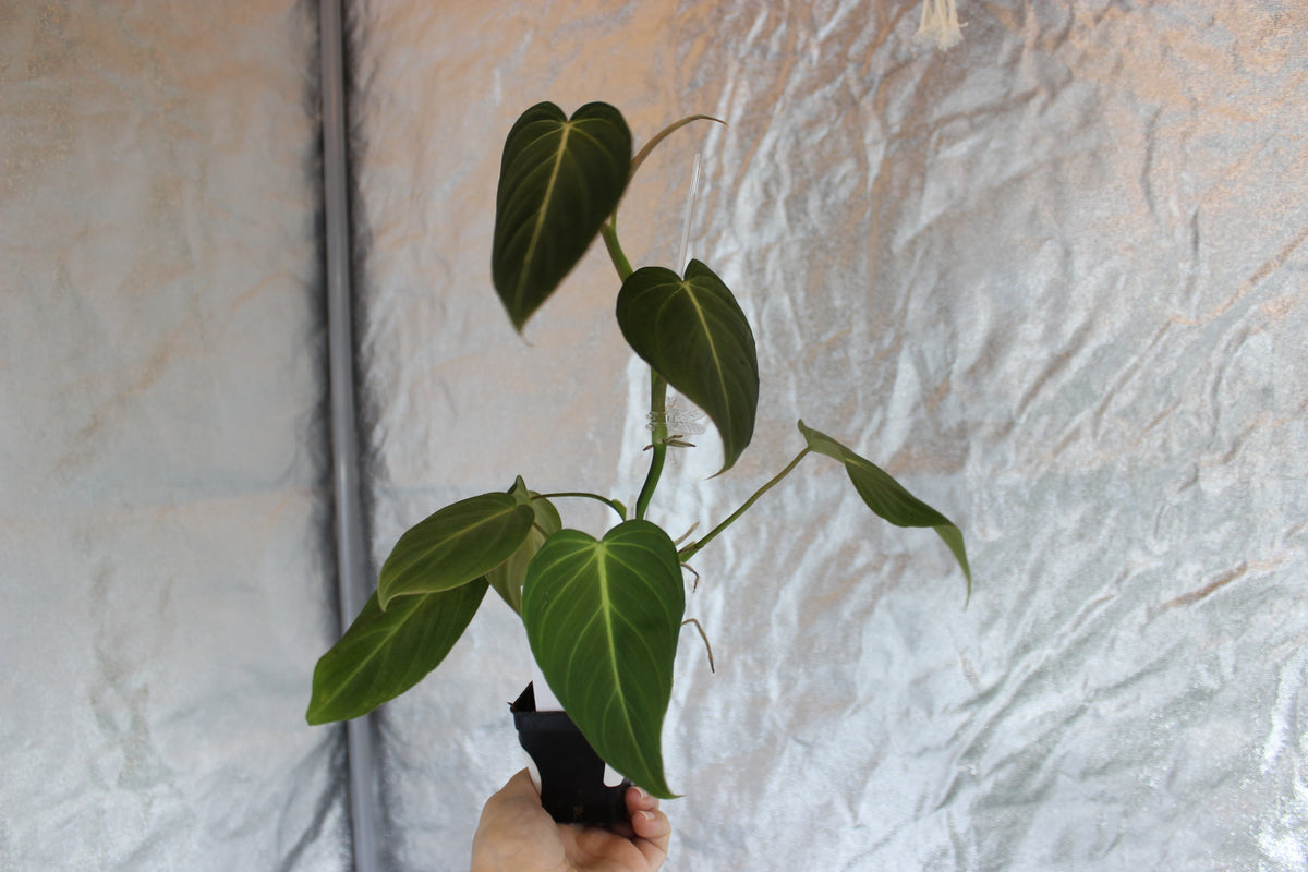 Philodendron Glorious