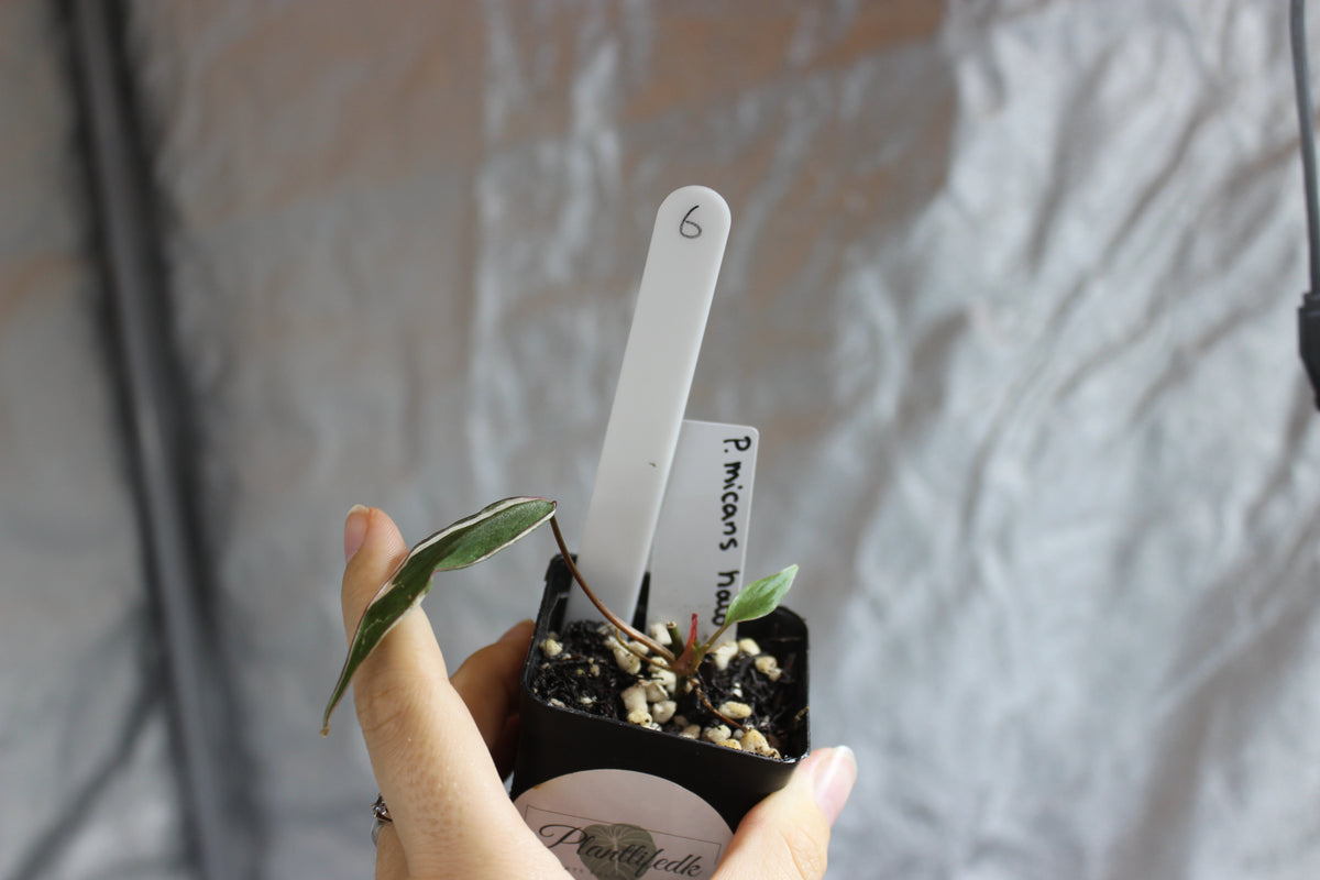 Philodendron micans "halo"