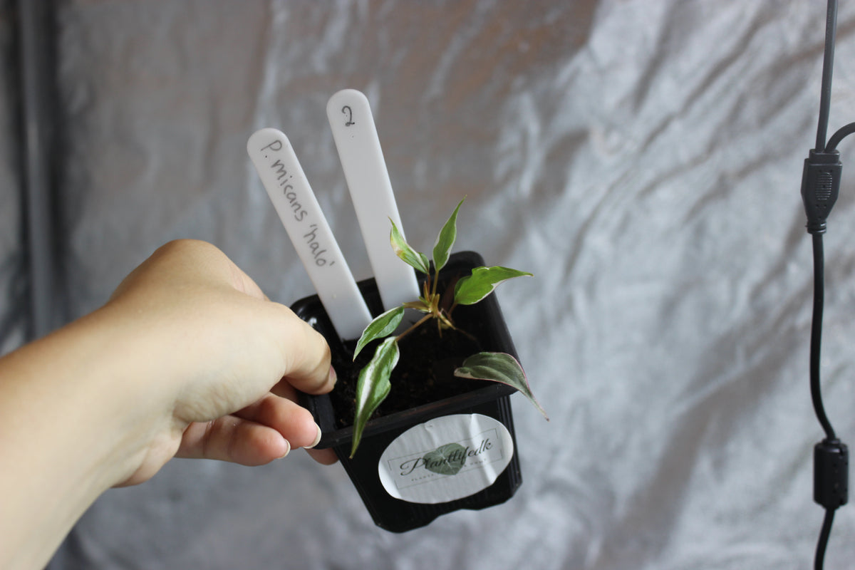 Philodendron micans "halo"