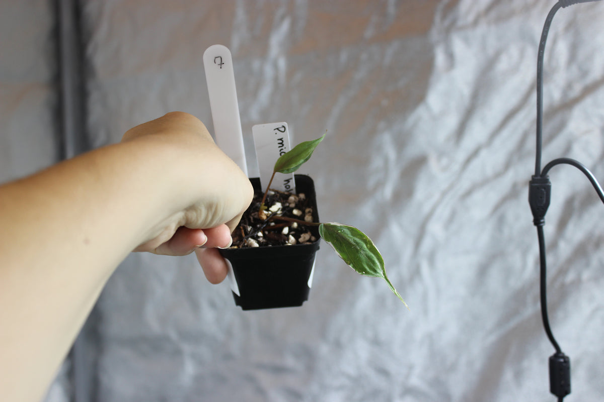 Philodendron micans "halo"
