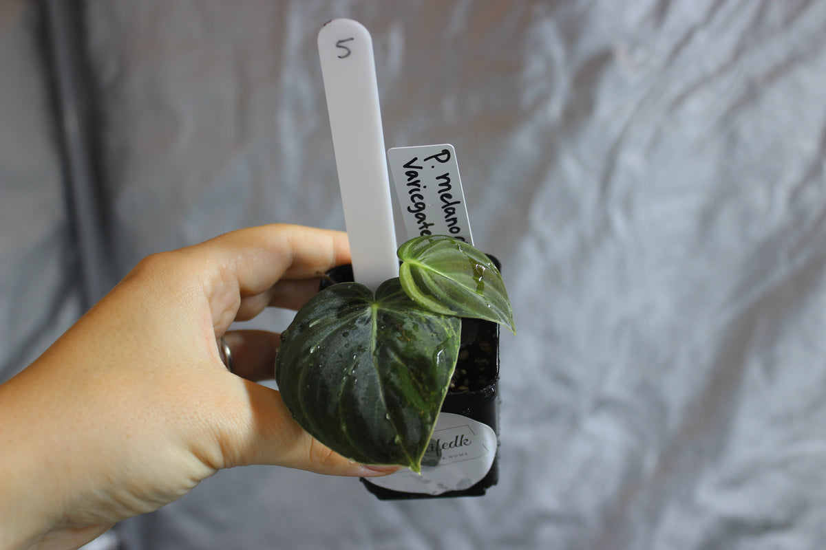 Philodendron melanochrysum variegated