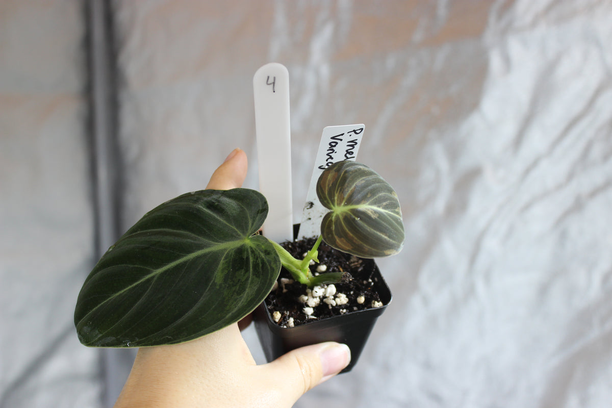 Philodendron melanochrysum variegated